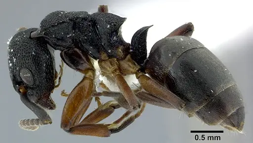 Dolichoderus lamellosus - CASENT0246570