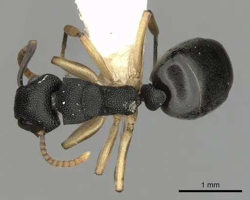 Dolichoderus lamellosus - CASENT0249654