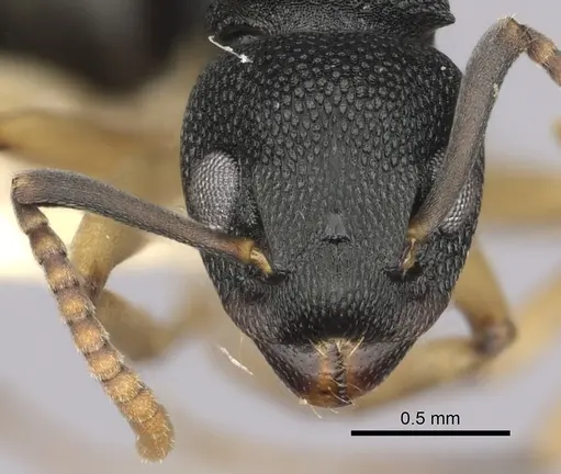 Dolichoderus lamellosus - CASENT0249654