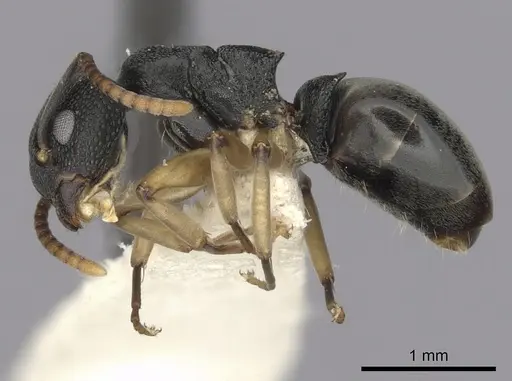 Dolichoderus lamellosus - CASENT0249654