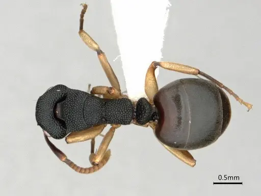 Dolichoderus lamellosus - CASENT0866536
