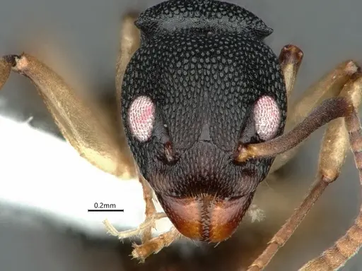 Dolichoderus lamellosus - CASENT0866536