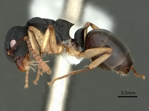 Dolichoderus lamellosus - CASENT0866536