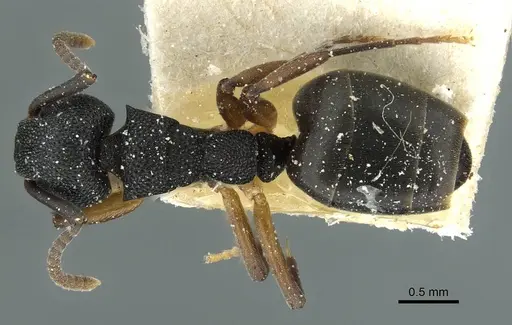 Dolichoderus lamellosus - CASENT0911517