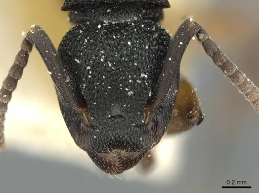 Dolichoderus lamellosus - CASENT0911517