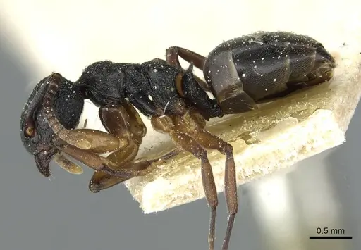 Dolichoderus lamellosus - CASENT0911517