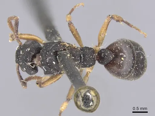 Dolichoderus lamellosus - CASENT0915566