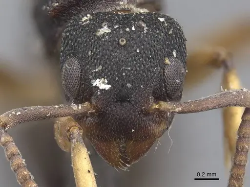 Dolichoderus lamellosus - CASENT0915566