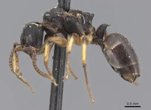 Dolichoderus lamellosus - CASENT0915566