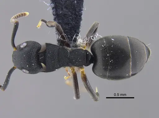 Dolichoderus lamellosus - CBUMAGENT41848