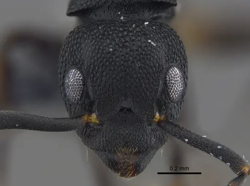 Dolichoderus lamellosus - CBUMAGENT41848