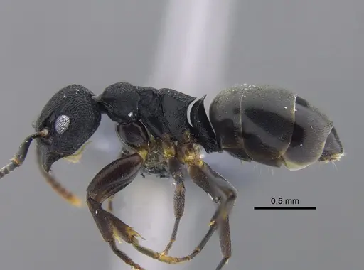 Dolichoderus lamellosus - CBUMAGENT41848