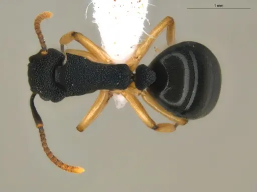 Dolichoderus lamellosus - ECOFOG-HC-0083-01