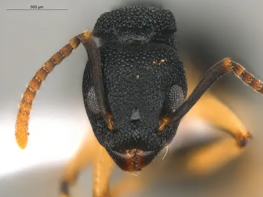 Dolichoderus lamellosus - ECOFOG-HC-0083-01