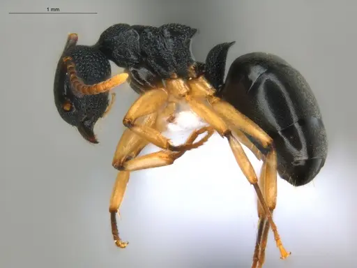 Dolichoderus lamellosus - ECOFOG-HC-0083-01