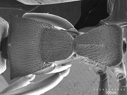 Dolichoderus laminatus specimen