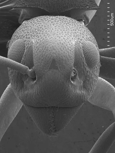 Dolichoderus laminatus specimen