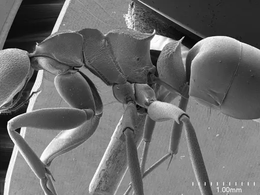 Dolichoderus laminatus specimen