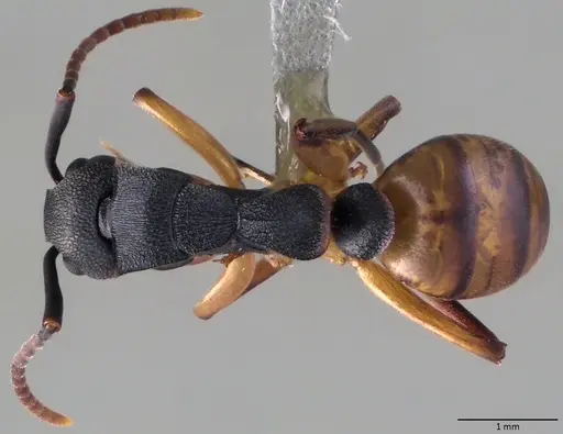 Dolichoderus laminatus - ANTWEB1060019