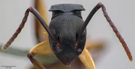 Dolichoderus laminatus - ANTWEB1060019