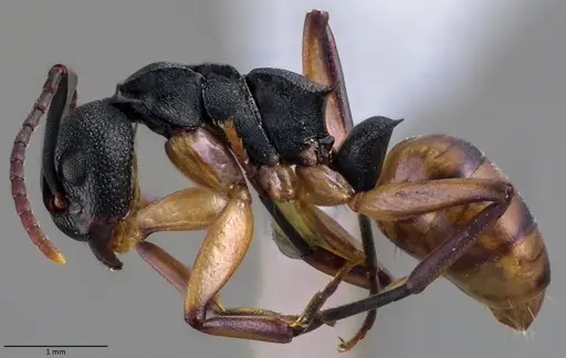 Dolichoderus laminatus - ANTWEB1060019