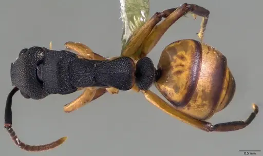 Dolichoderus laminatus - ANTWEB1060029