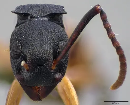Dolichoderus laminatus - ANTWEB1060029