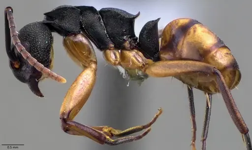 Dolichoderus laminatus - ANTWEB1060029