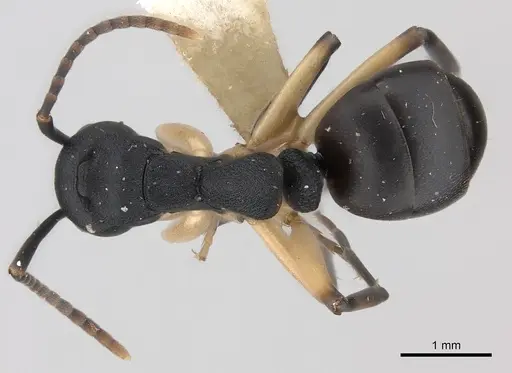 Dolichoderus laminatus - CASENT0217397