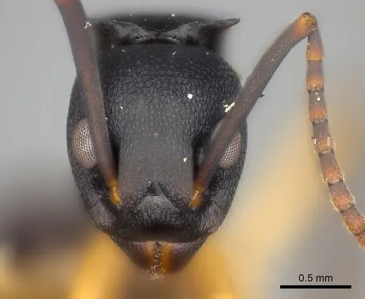 Dolichoderus laminatus - CASENT0217397