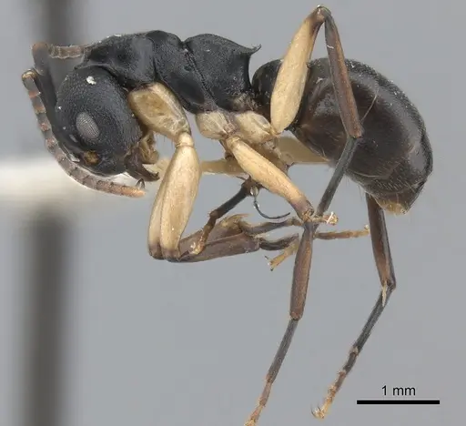 Dolichoderus laminatus - CASENT0217397