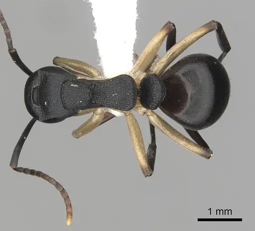 Dolichoderus laminatus - CASENT0249656