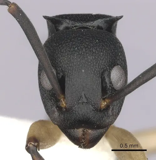 Dolichoderus laminatus - CASENT0249656