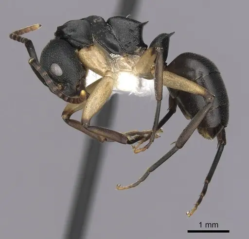 Dolichoderus laminatus - CASENT0249656