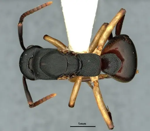 Dolichoderus laminatus - CASENT0886064