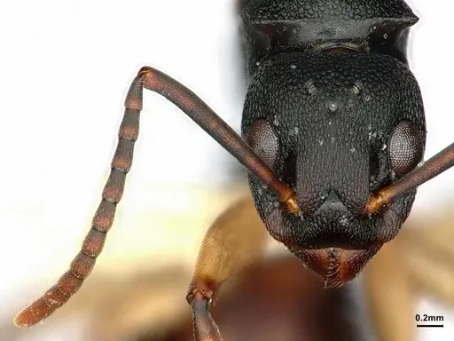 Dolichoderus laminatus - CASENT0886064