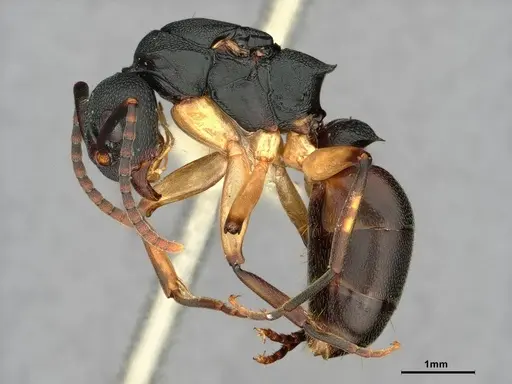 Dolichoderus laminatus - CASENT0886064