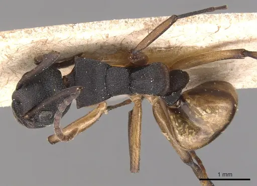 Dolichoderus laminatus - CASENT0905038