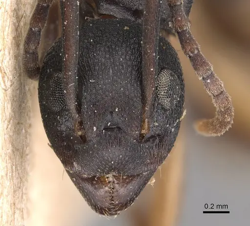 Dolichoderus laminatus - CASENT0905038