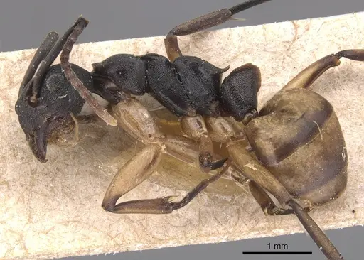 Dolichoderus laminatus - CASENT0905038