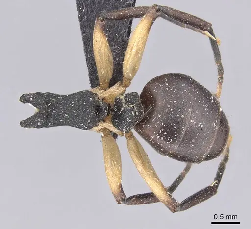 Dolichoderus laminatus - CASENT0915565