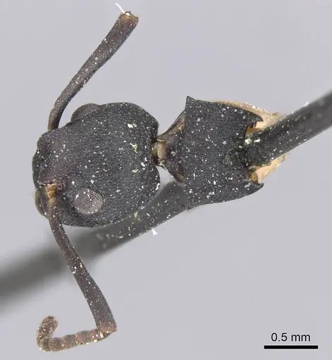 Dolichoderus laminatus - CASENT0915565