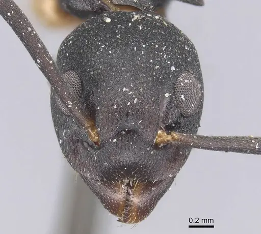 Dolichoderus laminatus - CASENT0915565