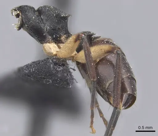 Dolichoderus laminatus - CASENT0915565