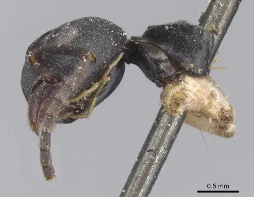 Dolichoderus laminatus - CASENT0915565