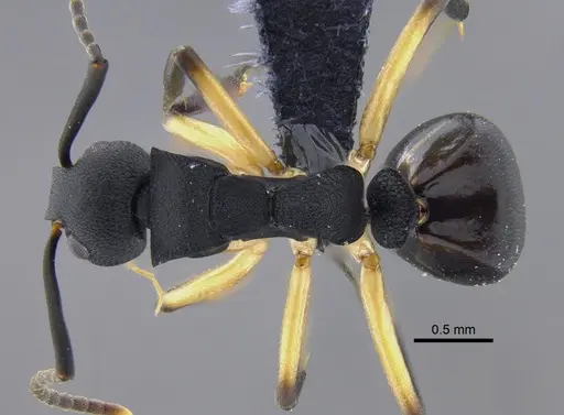 Dolichoderus laminatus - CBUMAGENT41853