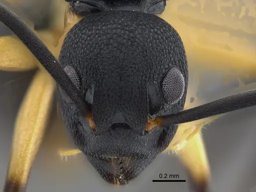 Dolichoderus laminatus - CBUMAGENT41853