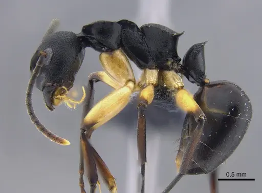 Dolichoderus laminatus - CBUMAGENT41853