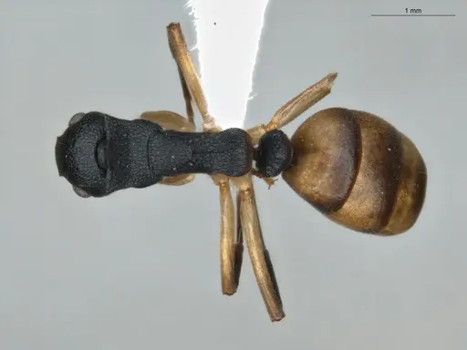 Dolichoderus laminatus - ECOFOG-KR17-0072-09