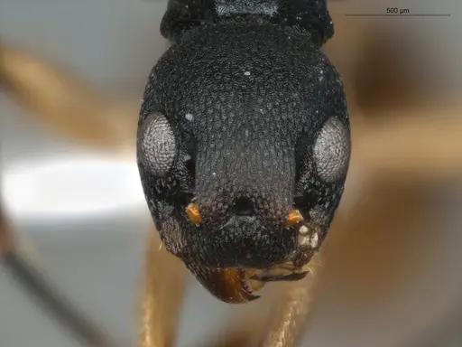 Dolichoderus laminatus - ECOFOG-KR17-0072-09